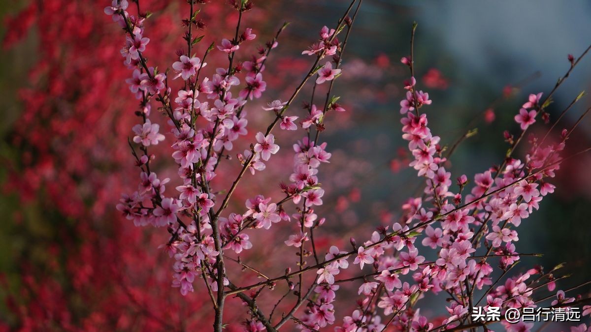 清远哪里有桃花树,广东清远阳山桃花源