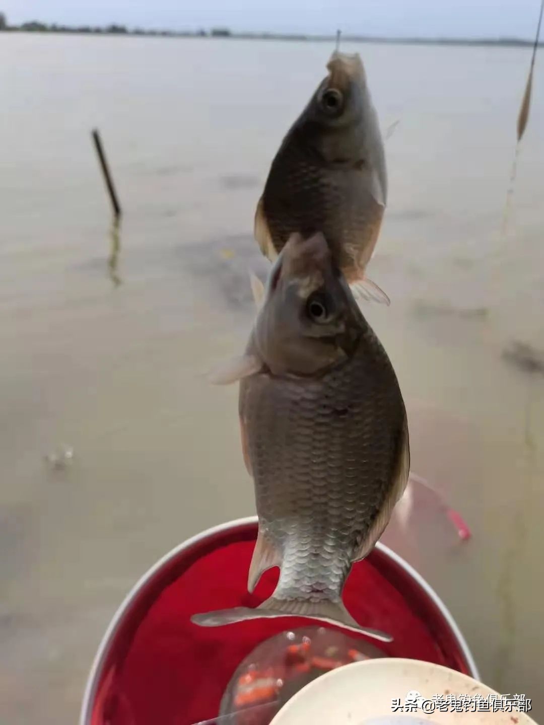 周末携大师系列饵料解锁大水面、全鱼种，安湖州爆护