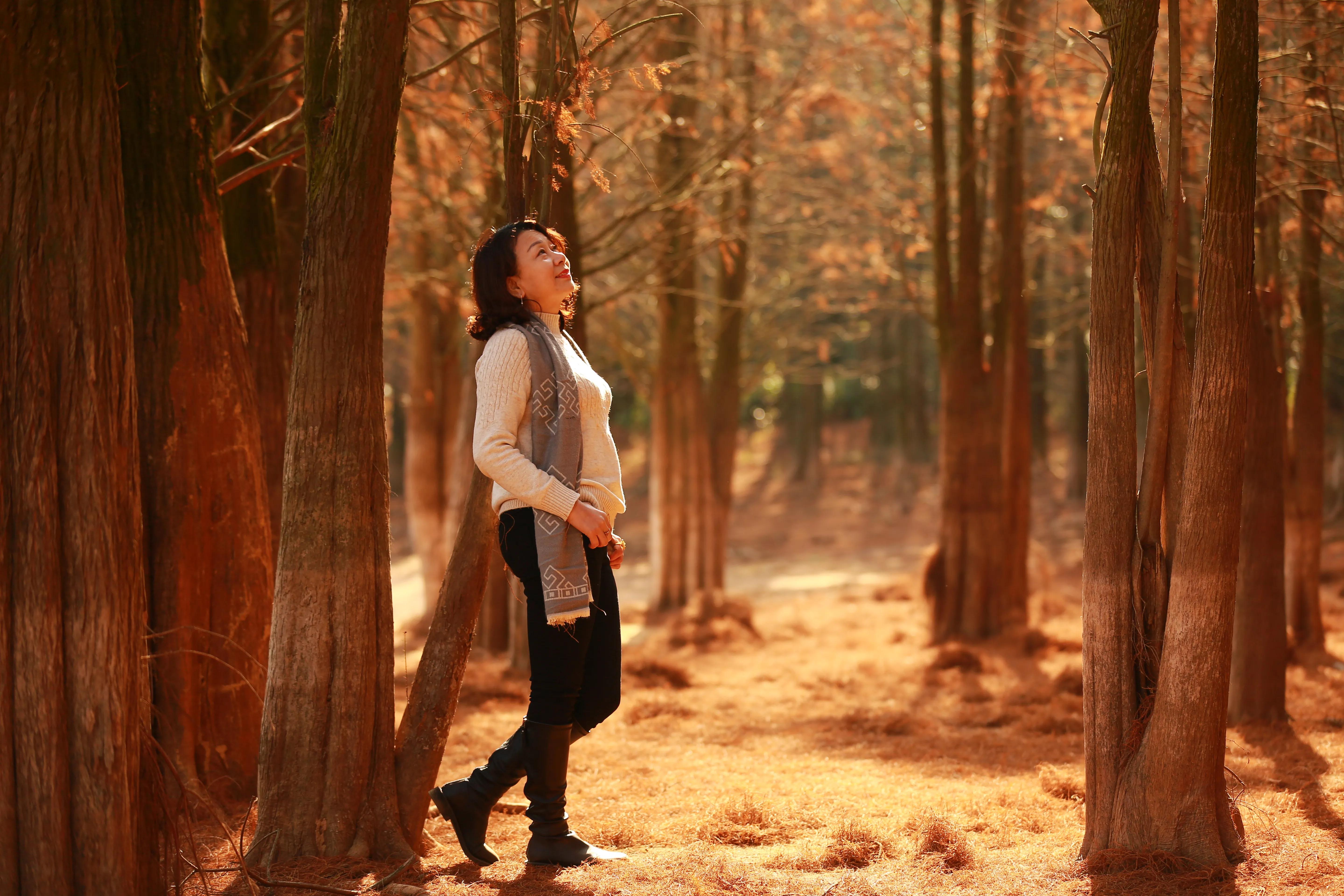 红杉林之恋,红杉林之恋完整版