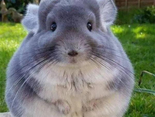 有趣的动物朋友圈,生动有趣的动物朋友圈