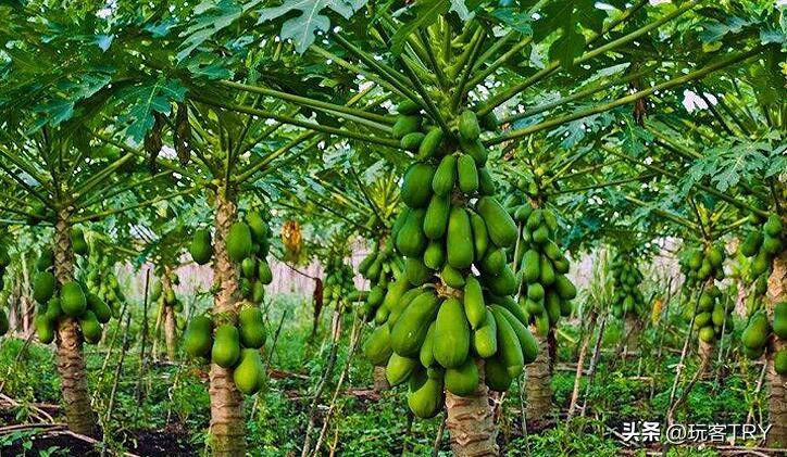 一道适合男女老少吃的广西美食,广西特产开胃下饭菜