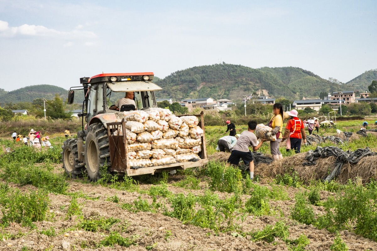 刘希国：洋芋的眼睛