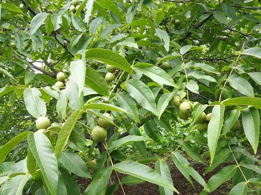 最新高产核桃品种,核桃怎么种植能高产