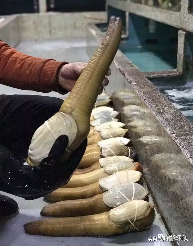 海鲜贝类品种大全及名字,22种海鲜贝类做法大全