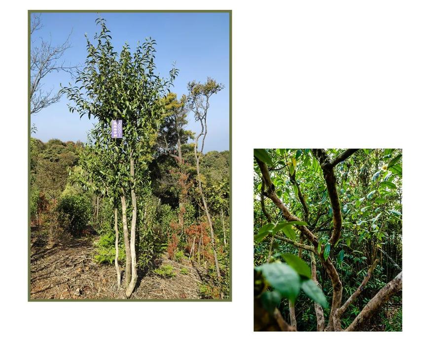 体验茶的独特韵味,探寻茶的乐趣视频