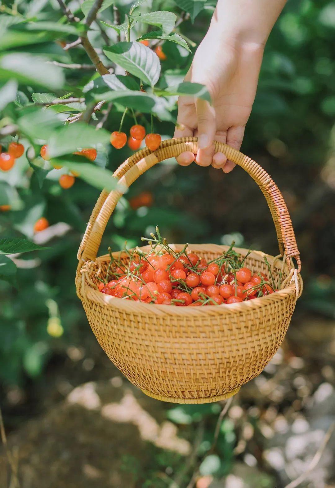 青岛在哪摘樱桃,青岛摘樱桃的好去处