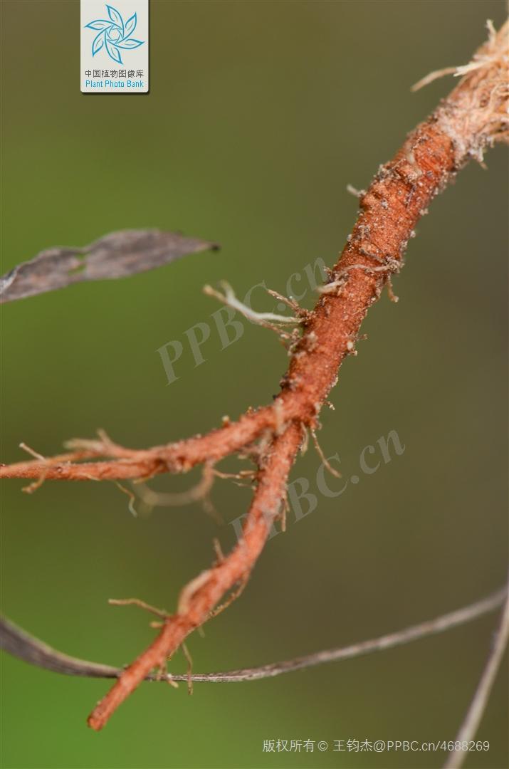 欣擎茹草踏春来·柴胡