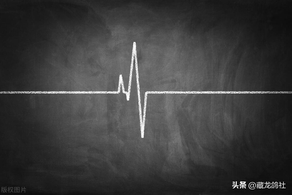 当代赛鸽缺的绝对不是滋补丸