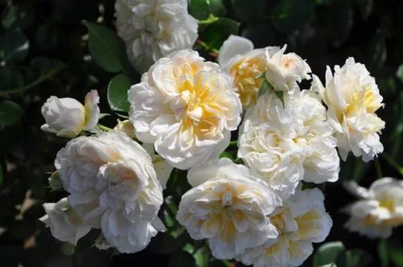 常见切花月季一览（40）（接上期）