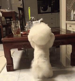 比熊犬容易得的病,比熊犬容易得五种病