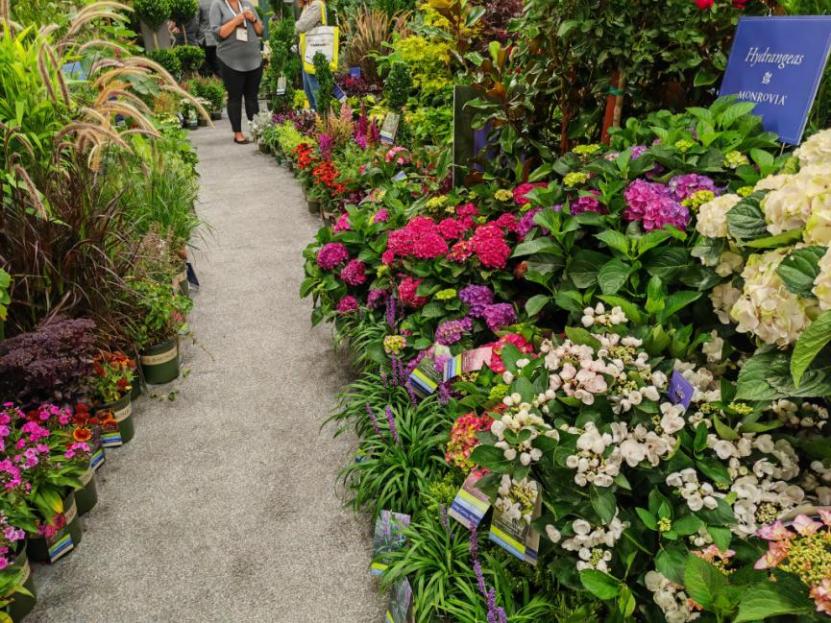 美国最大的农业产品展会,美国最顶级盆景展