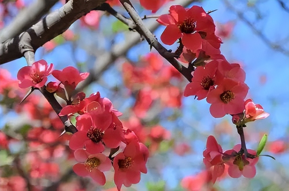 赏花来这里这是云南的专属浪漫,五月来昆明遇见紫色花海
