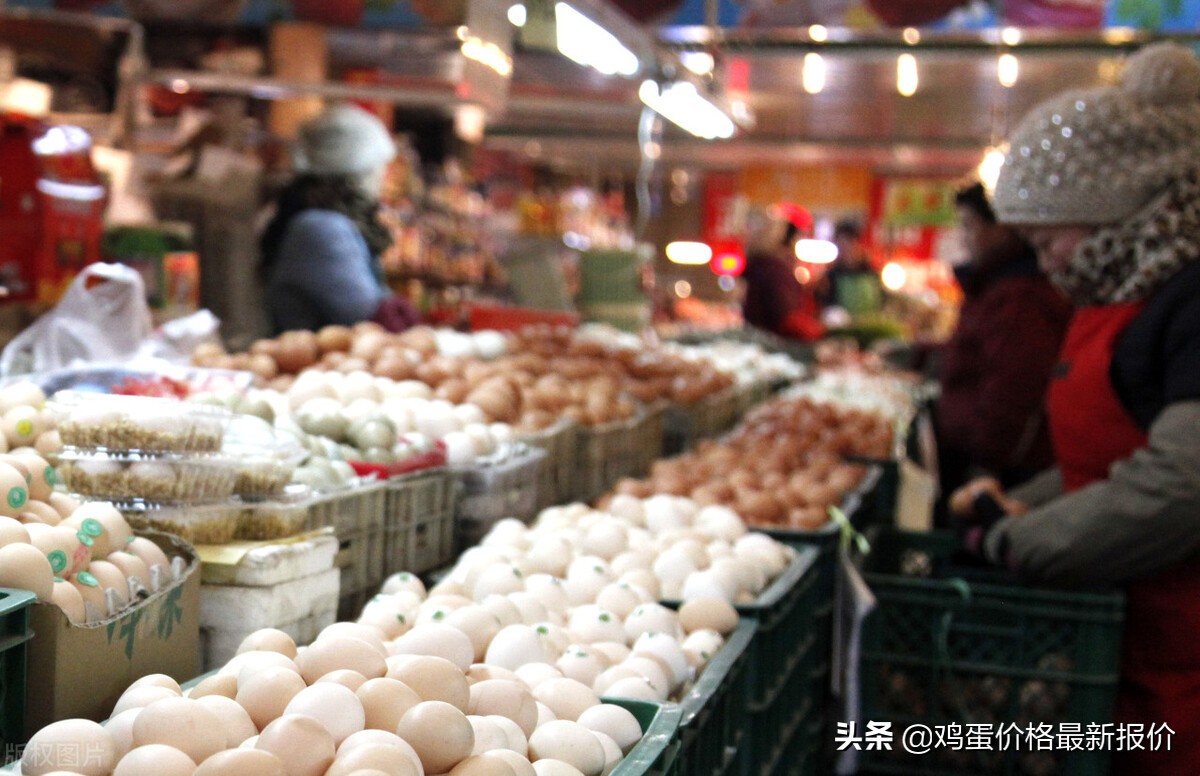 2021年11月26日河北鸡蛋价格,2019年8月31号河北辛集鸡蛋价格