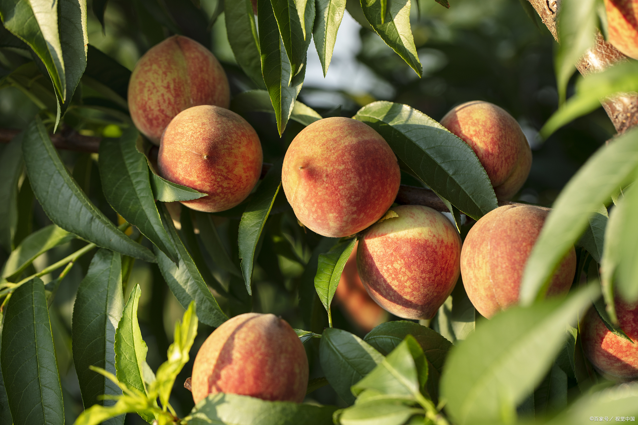 中国国家地理标志性产品,中国地理标志产品名单查询官网