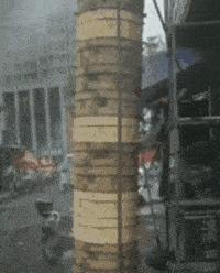 新手为什么不养鳄龟,养了一年的鳄龟怎么一点都不凶