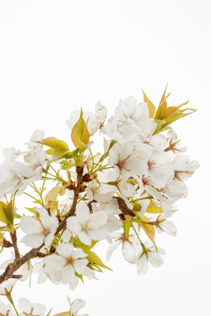 七绝桃花源,七绝碧桃花