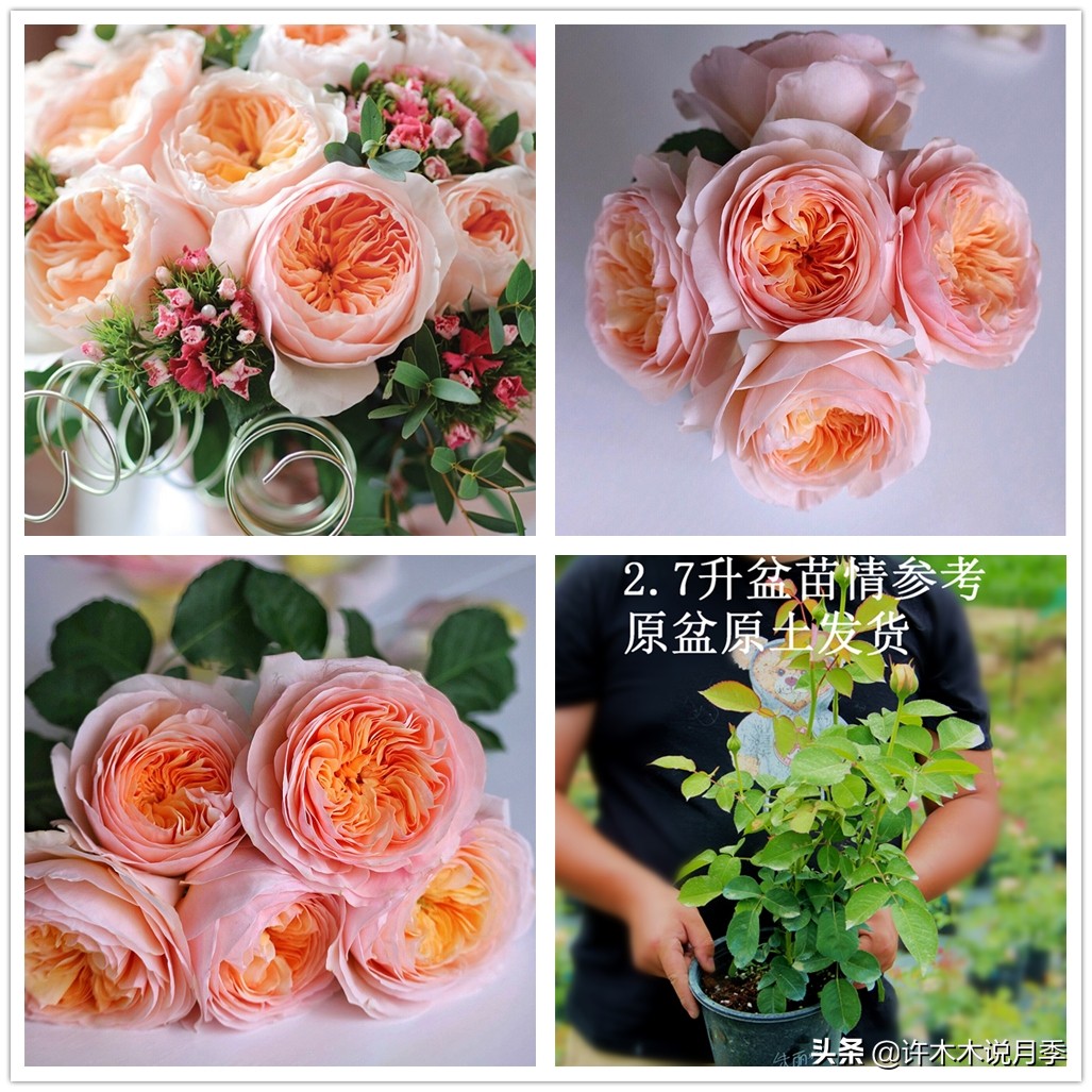 藤本月季嫁接苗和扦插苗哪种好,红龙月季扦插苗好还是嫁接苗好