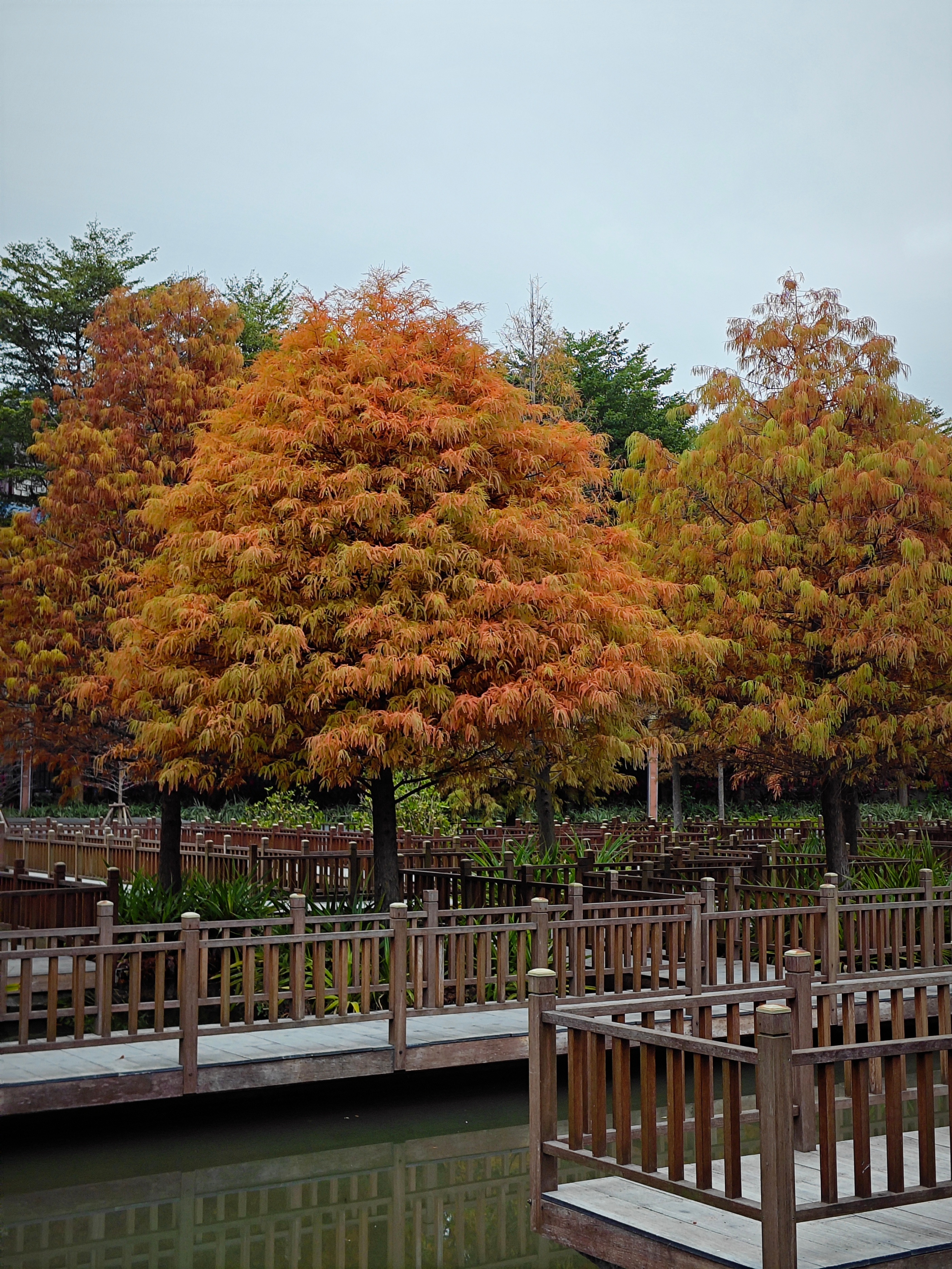 厦门南湖公园落羽杉红了吗,厦门园博园落羽杉