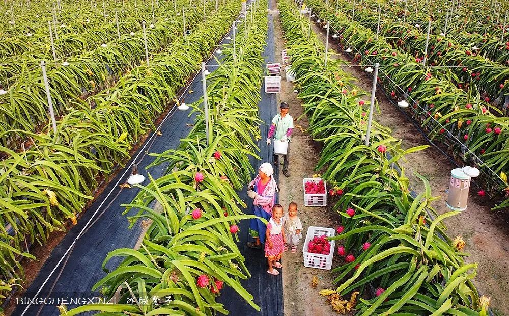 旅居海南：九所新区的浪漫情