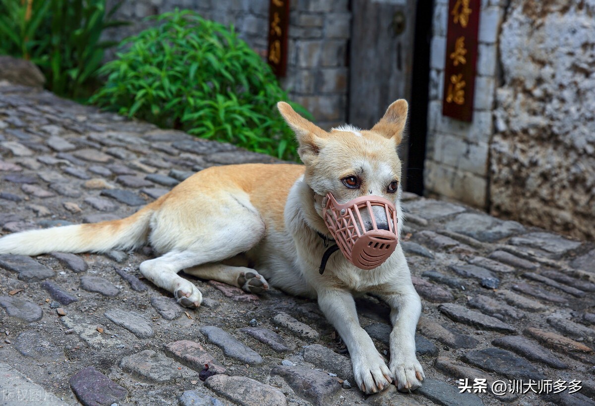 怎么训练狗狗上厕所时提醒主人,训练狗狗室内定点大小便正确方法