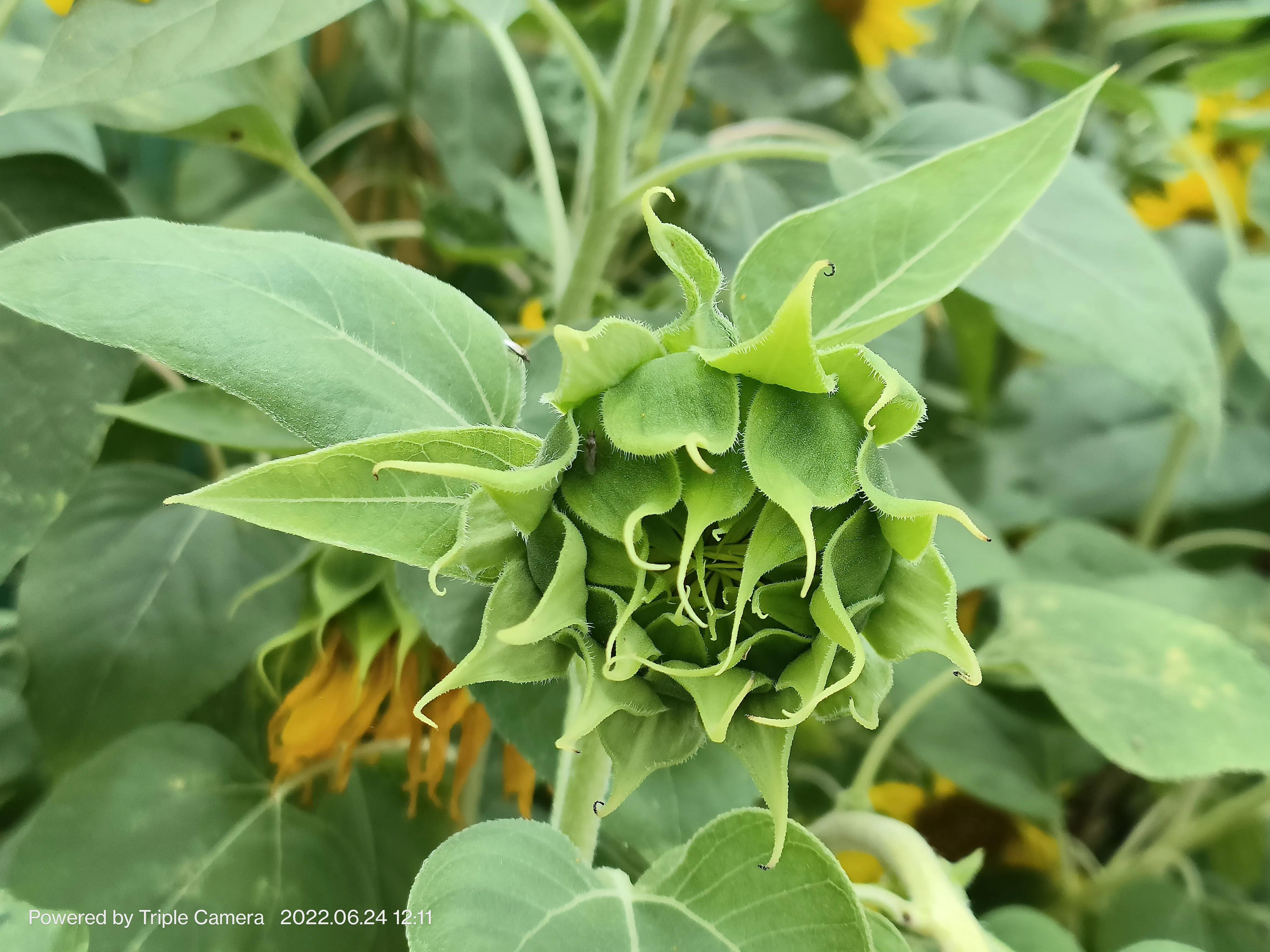 幼儿园门口班牌向日葵吊饰,学校门口的向日葵
