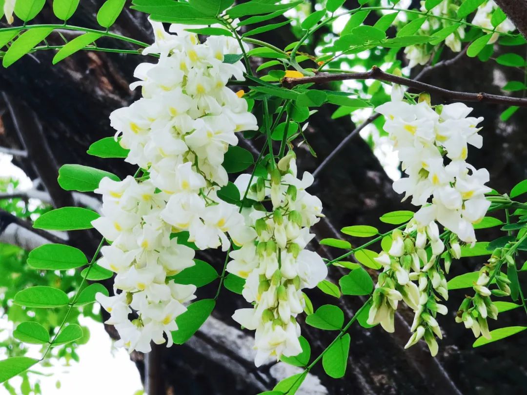 271教育|芳菲万里等你相遇——第一山无限*光春**好