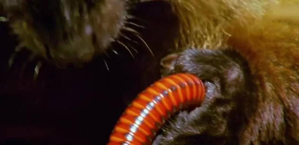 天鹅把*粟罂**当油菜吸嗨了，狗舔癞蛤蟆上瘾，动物吸毒有什么后果？