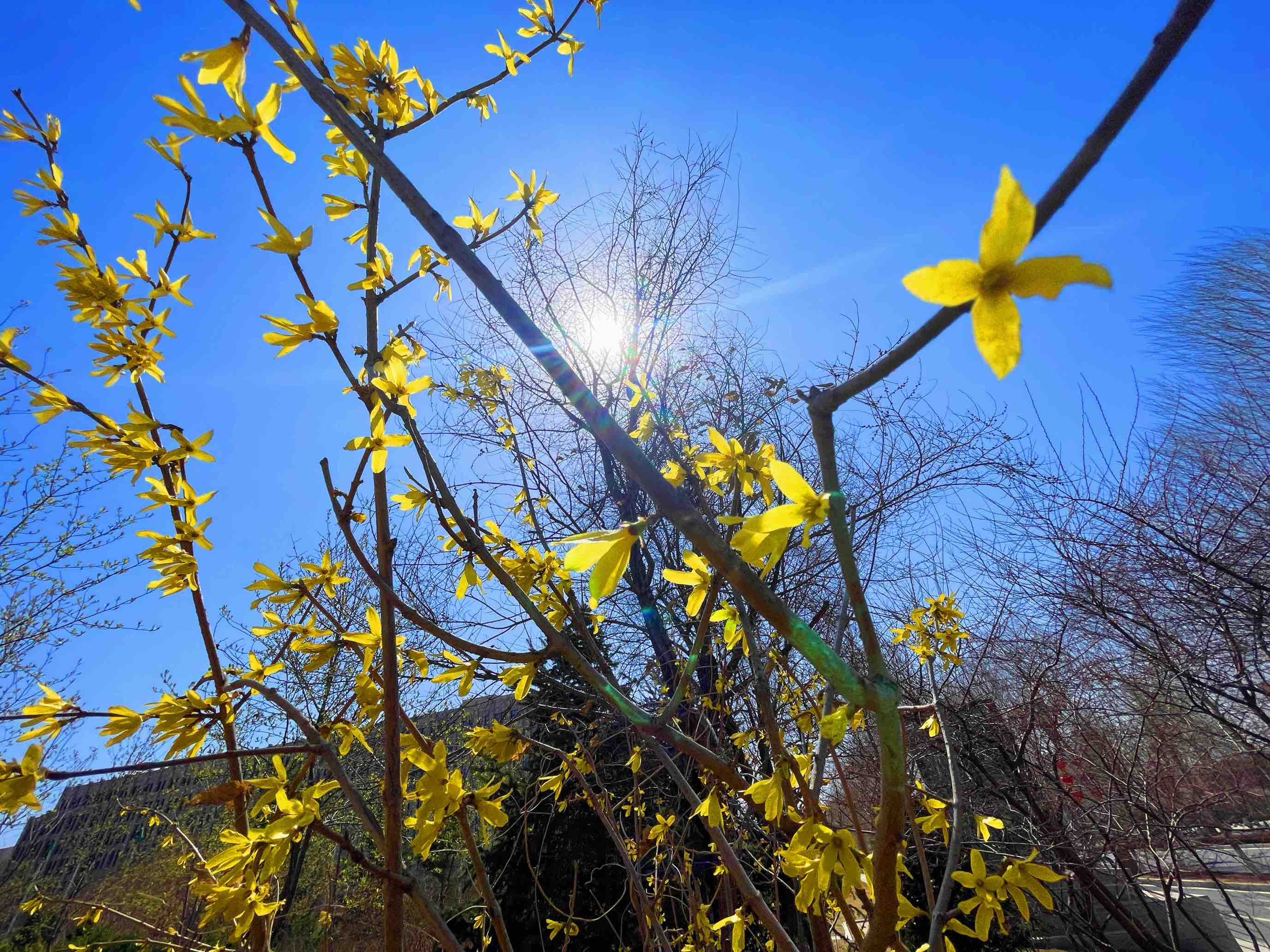 连翘花开春意浓,连翘枝头春意闹