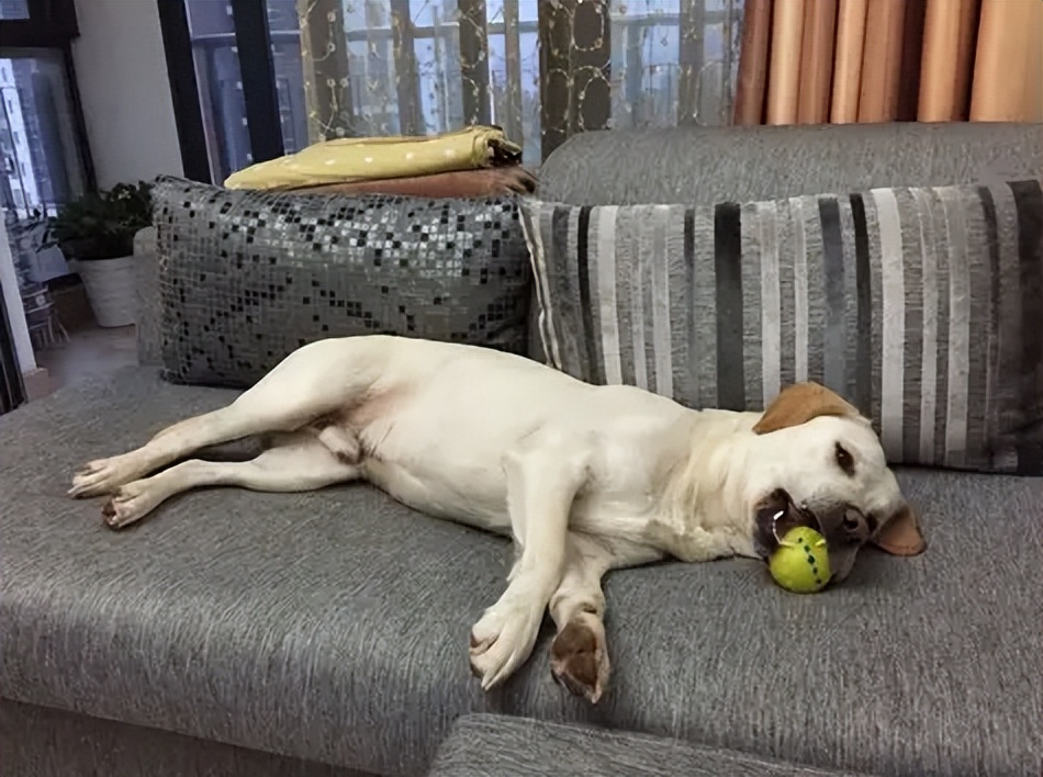 警告！狗狗这些迹象，代表身体有“寄生虫”