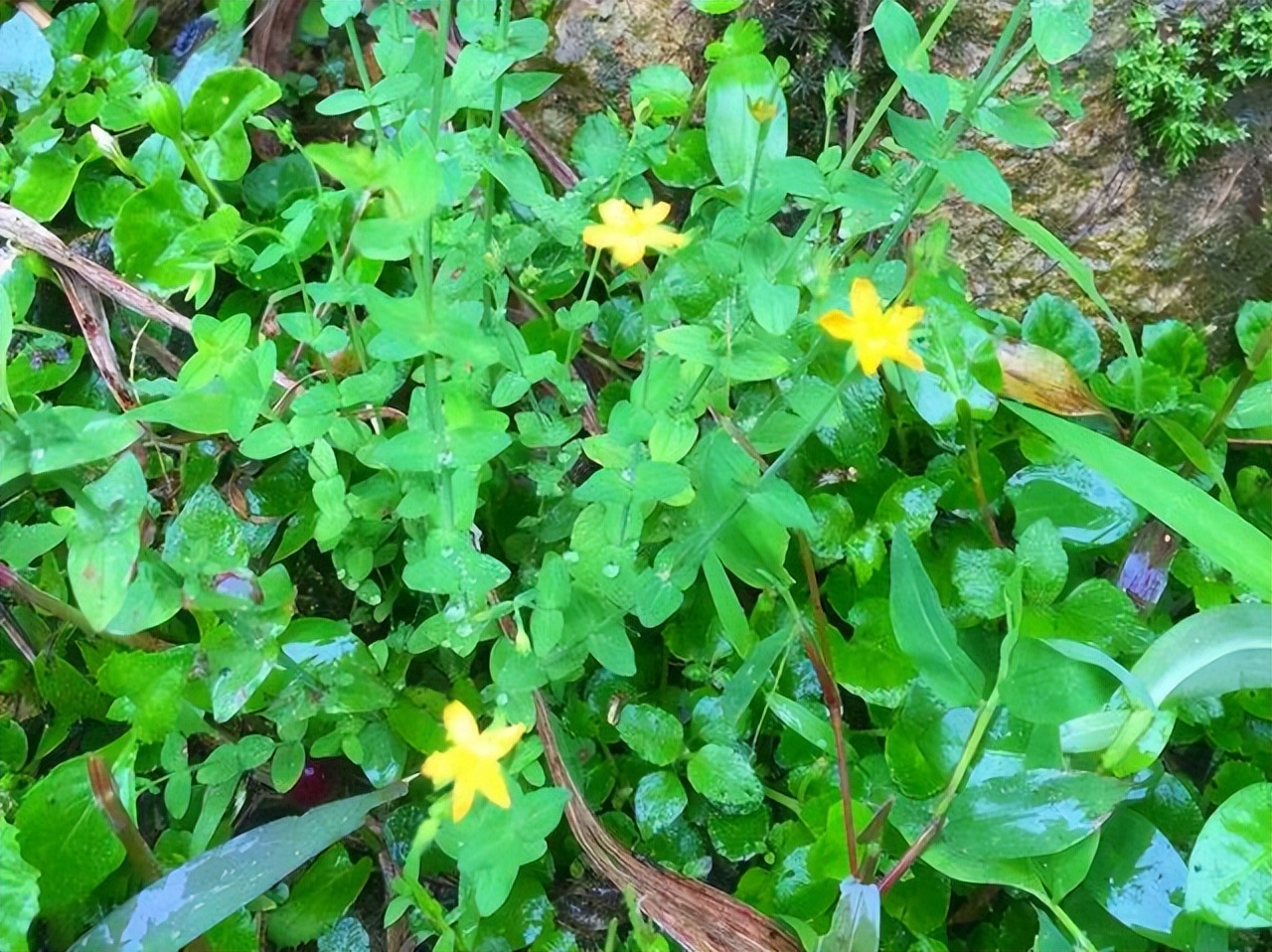 田基黄别名与图片,田基黄有哪几种图片