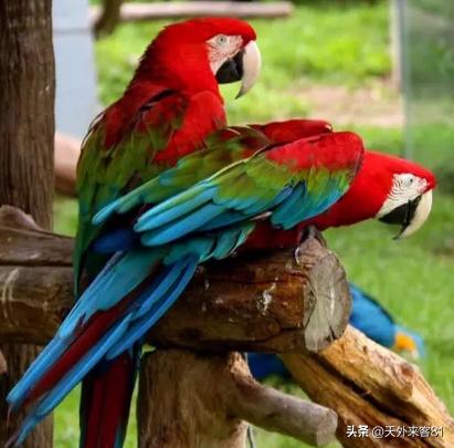 每日一动物：金刚鹦鹉【jīngāngyīngwǔ】