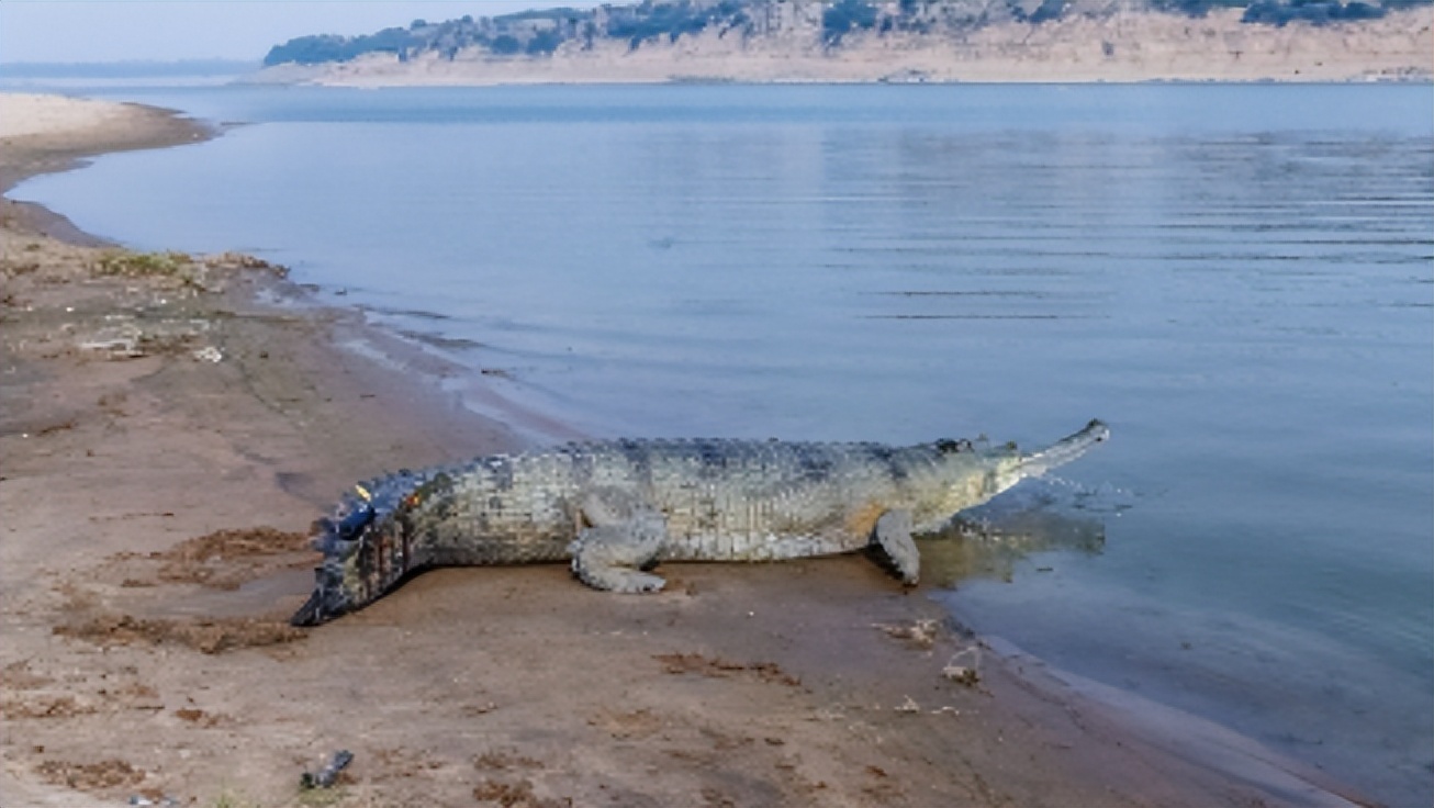 性情凶猛的十大鳄鱼,世界上十大最凶猛的鳄鱼排行榜