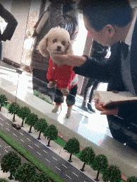 新手养狗选择哪种狗便宜又好,养狗新手推荐什么狗大型便宜好养