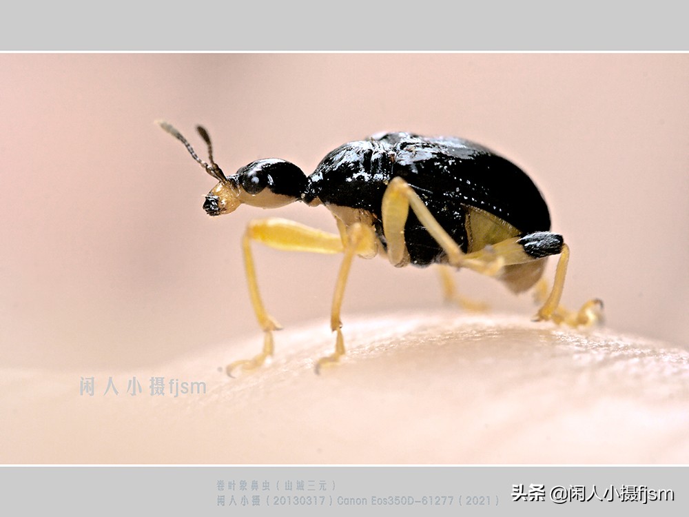 近距离拍摄昆虫小动物,常见昆虫微距摄影活动