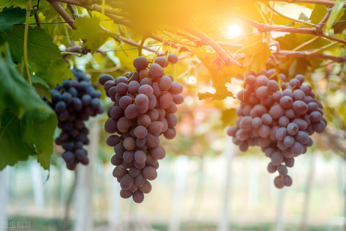 水果泡酒排行榜前十名柠檬泡酒,哪些水果泡酒对降血压有效果