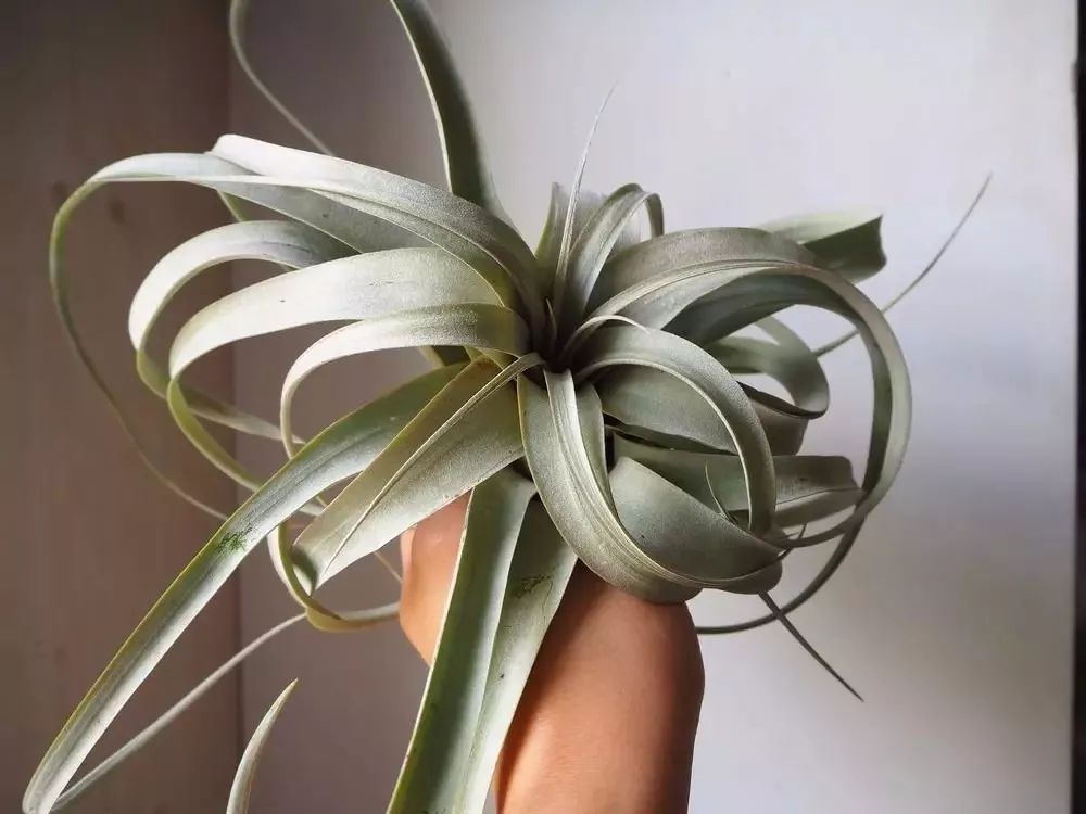 适合室内的盆栽绿植推荐,6种高大美观的大型室内盆栽绿植