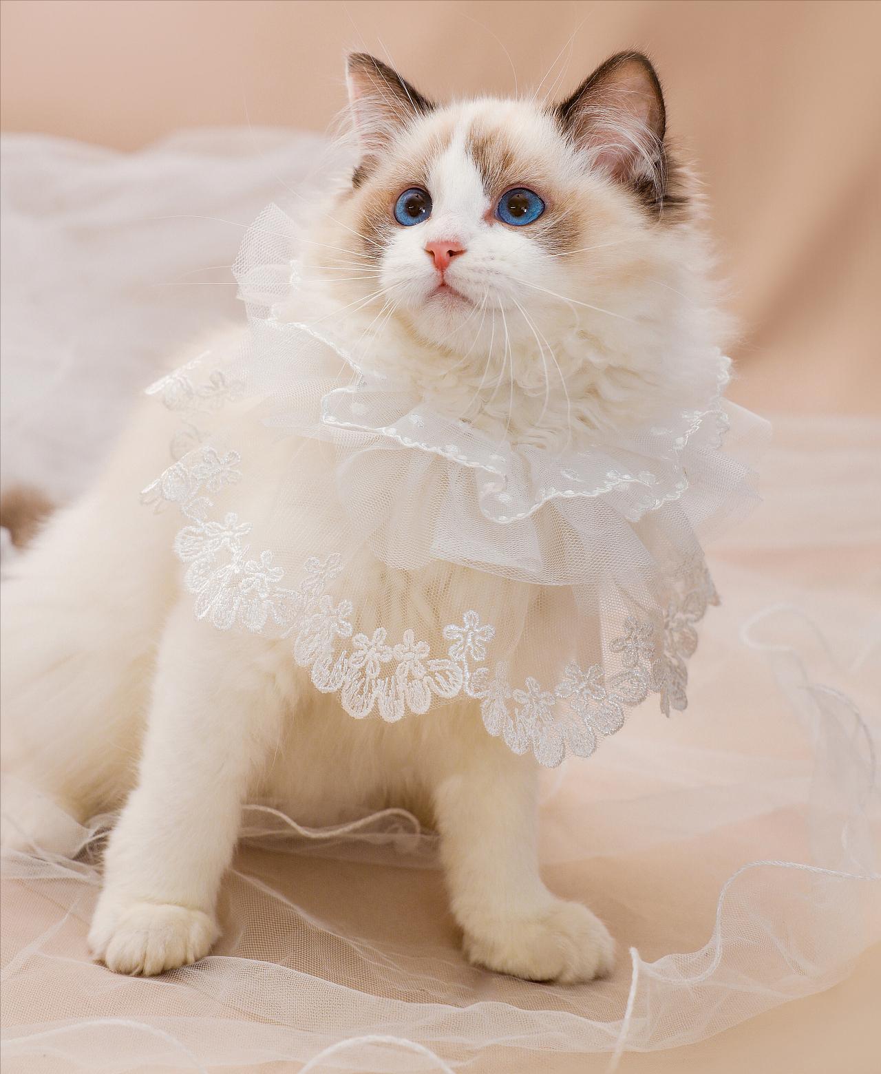 新手养猫养一只还是两只好,新手养猫可以又可爱又好养