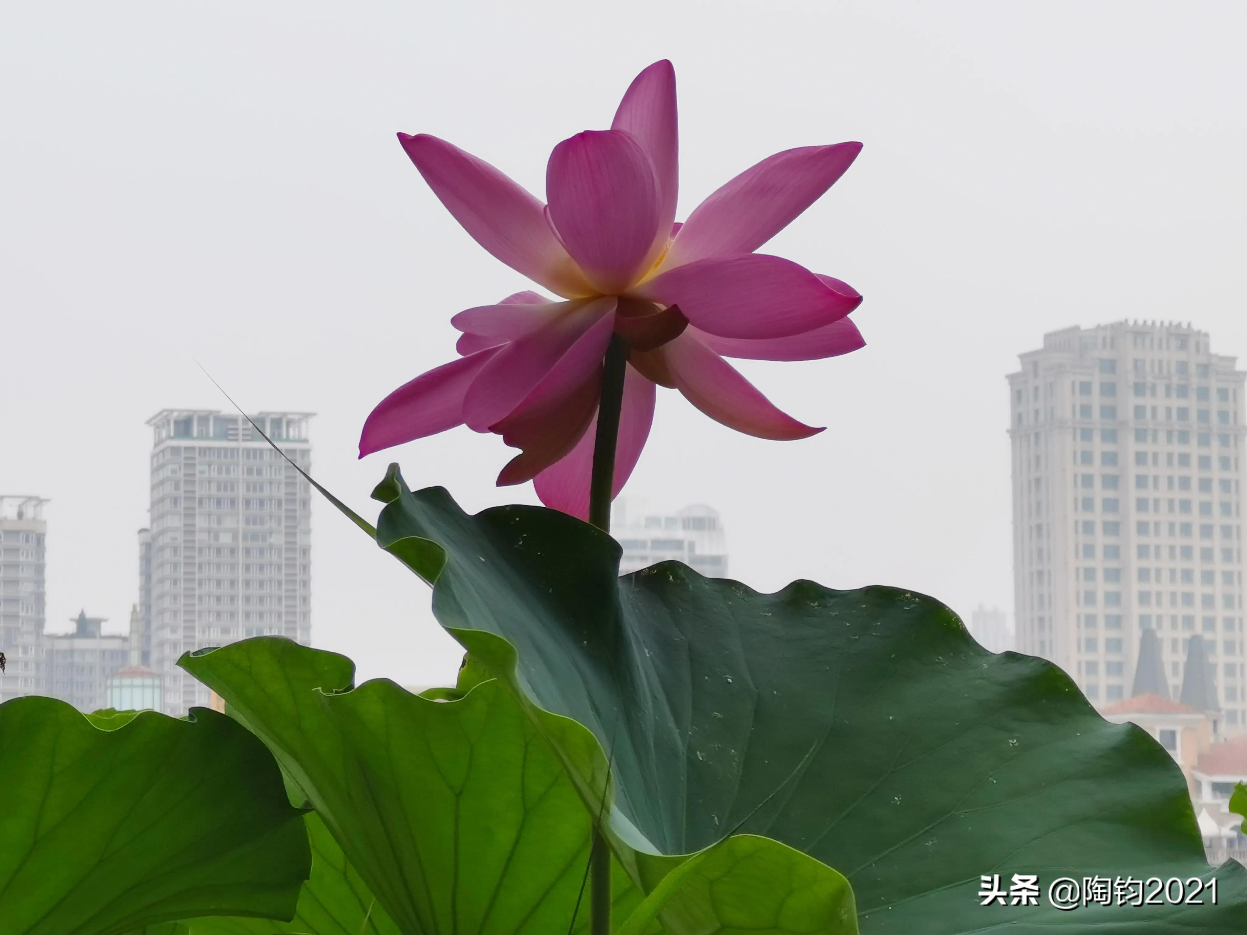 王维诗里惬意的生活,王维五律写景诗