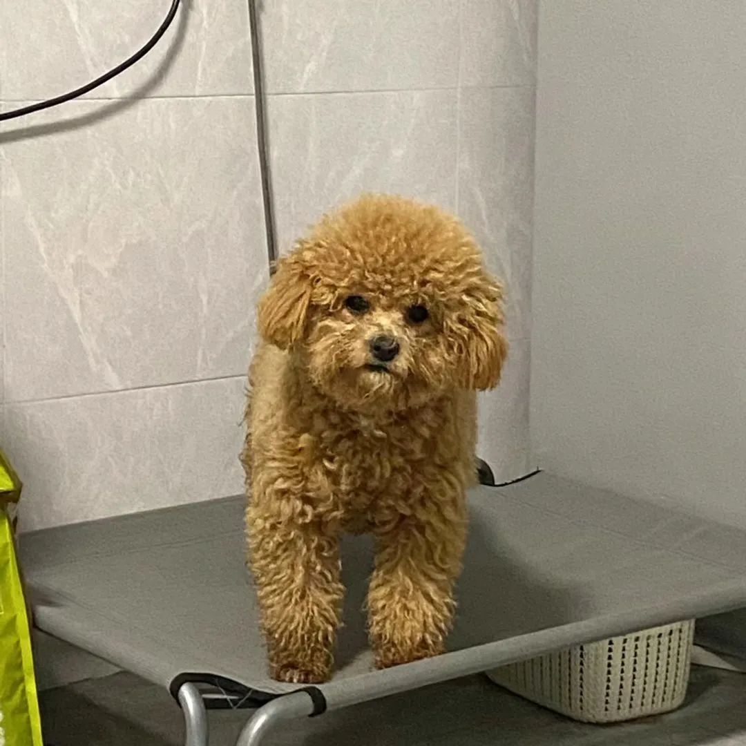 谁懂啊！回南天的养狗人家，惨过住鸡圈！pang臭！