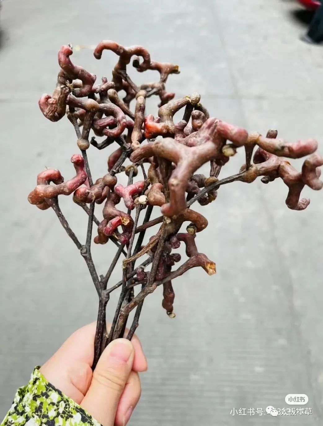 枳椇子的解酒功效,解酒药枳椇子怎么使用