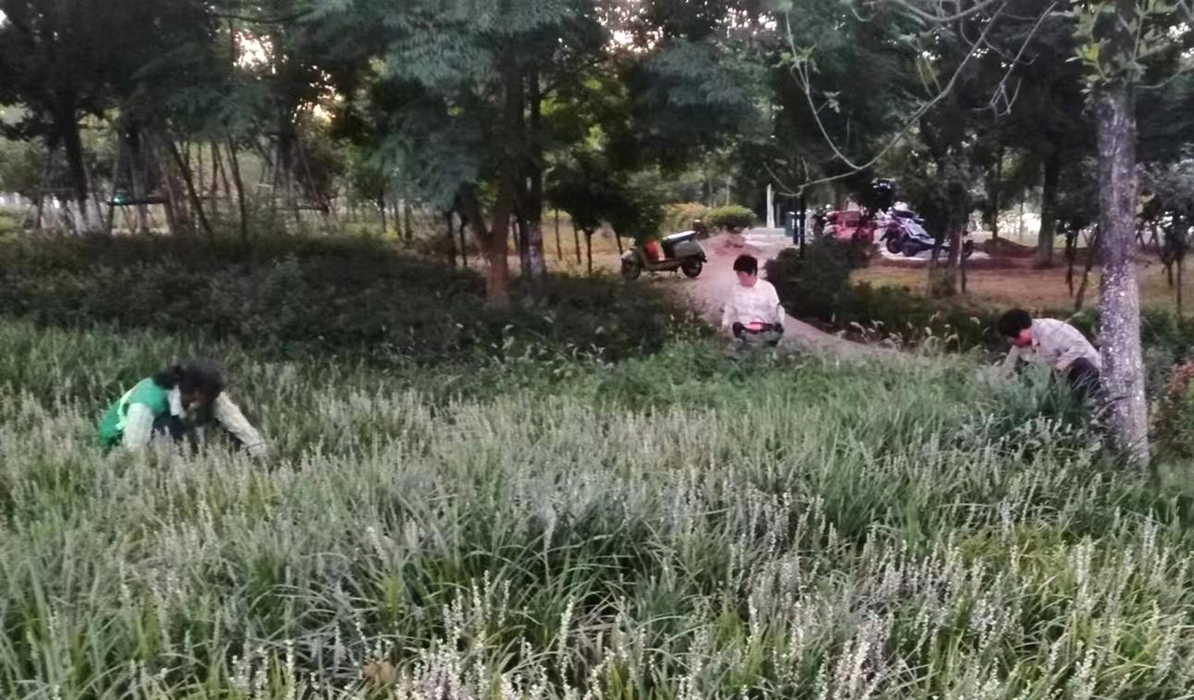 桐柏县园林绿化处,桐柏县园林绿化中心