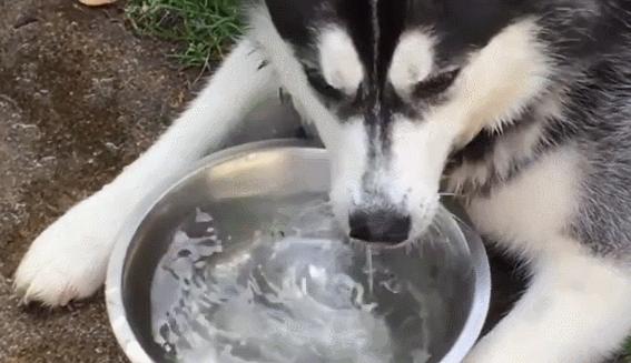 狗狗还会关心人,狗狗频繁繁育