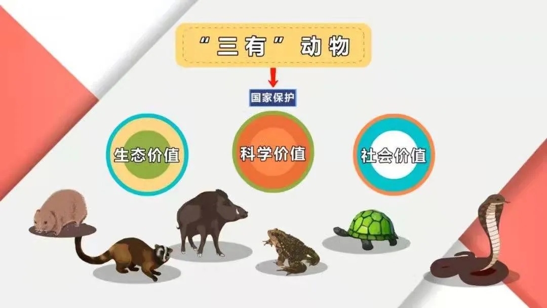 多地野兔泛滥!山东一男子捕捉5只野兔被抓!专家:每只罚300元