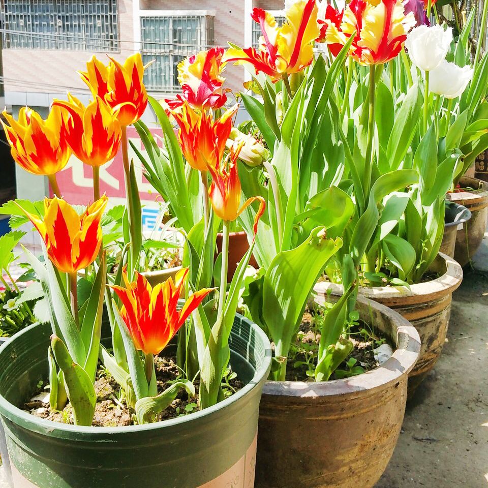 这3种花漂亮又好养1年能开300多天,5种花超好养漂亮上档次