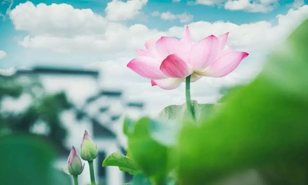 全球学子嘉游赣|上饶的第一波荷花开了，让我们一起步入飘满荷香的夏天！