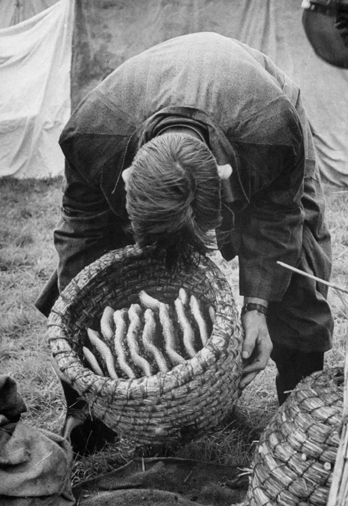 外国养蜂人视频大全,国外养蜂人的日常