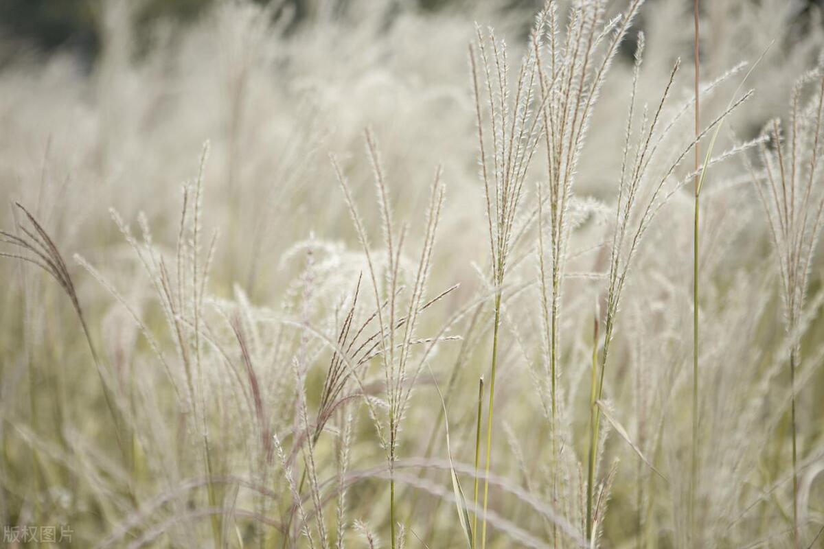适合长期用的文学网名,文艺气质诗意的网名