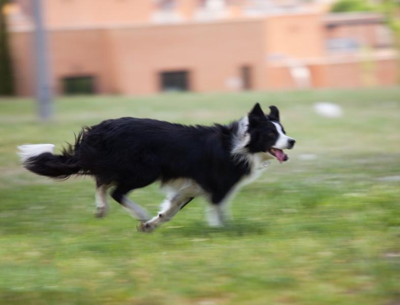 狗子对猫狂吼,狗子为什么吼其它狗子