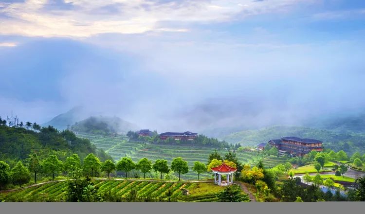 安溪申遗工作,铁观音申遗成功有什么影响