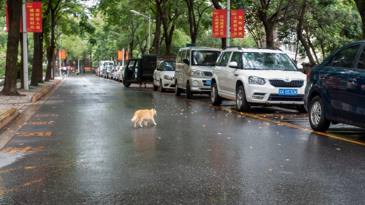 猫咪单独放在家里有什么要注意的 (晚上把猫咪单独关在一个房间)
